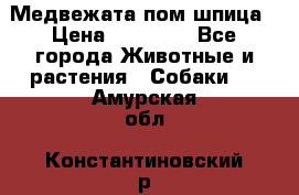 Медвежата пом шпица › Цена ­ 40 000 - Все города Животные и растения » Собаки   . Амурская обл.,Константиновский р-н